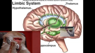 AP Psychology Unit 3 - Biological Bases of Behavior