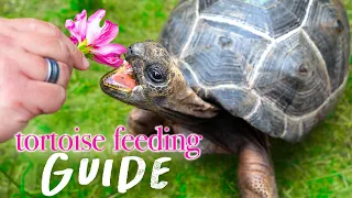 Tortoise Nutrition Made Simple: Essential Feeding Tips!