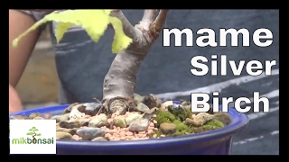 Bonsai - Silver Birch Betula bonsai trees Part 2 - by mikbonsai