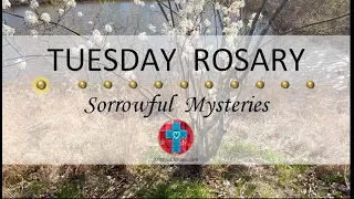 Tuesday Rosary • Sorrowful Mysteries of the Rosary 💜 April 23, 2024 VIRTUAL ROSARY - MEDITATION