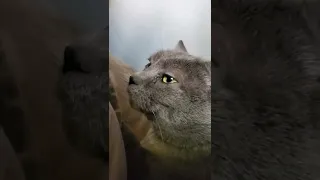 cat dies brutally (very emotional 😢)