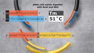 Primer Design and Fragment Assembly Using NEBuilder HiFi DNA Assembly or Gibson Assembly