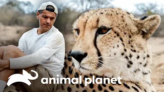 Frank e Darran encaram felinos enormes | Wild Frank | Animal Planet Brasil