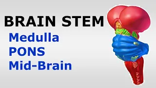 (Chp#05) BRAINSTEM | Snell's NeuroAnatomy | Medulla | PONS | Midbrain | Dr Asif Lectures