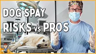 The Best Age to Spay Your Dog in 2024 (veterinarian explains)