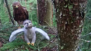 LDF Mazais ērglis~Andris brings a little chick~8:39 am 2019/07/09