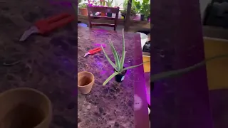 Fix Aloe Vera Plants Turning Yellow or Brown