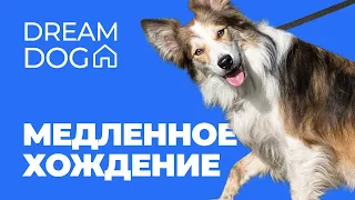 Медленное хождение 🐶 Как отучить собаку тянуть поводок на прогулке 🐕 Научить щенка ходить медленно 🐩