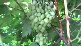 Сорта винограда Кишмиш столетие  2017