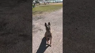 Belgian Malinois Kong Playing