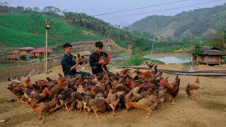 Separate the ducklings, repair the fence after the storm and weed the pond banks at Sang Vy farm