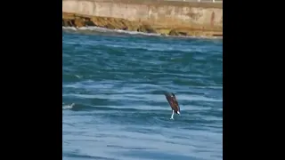 Скопа лучший рыболов среди птиц.  😦😳😧#animal