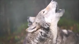 オオカミ遠吠え　Wolf Howling    東山動植物園