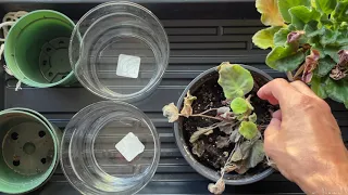 Reviving An African Violet Using A Wicking Setup