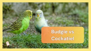 Budgie vs cockatiel | Dr Cockatiel 🐦