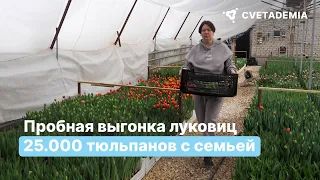 Пробная выгонка тюльпанов | 25.000 луковиц с семьей в Волгограде