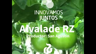 Tomate Alvalade RZ - San Agustín