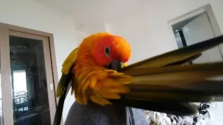 A Sun Conure Parrot Bird Preening himself ASMR