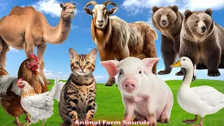 Amazing Familiar Animals Playing Sounds: Pig, Camel, Goat, Moose, Cat, Duck, Bear - Animal Paradise