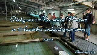 Экскурсия на Анюйский рыборазводный завод с "Планетой Тайга" 30.04.19 с телефона