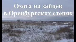 Охота на зайцев в Оренбургских степях