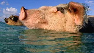 These Swimming Pigs Live a Cushy Lifestyle in the Bahamas