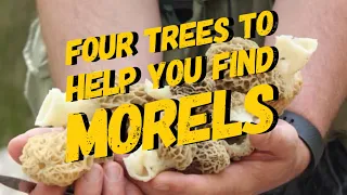 Four Trees to help you find Morels