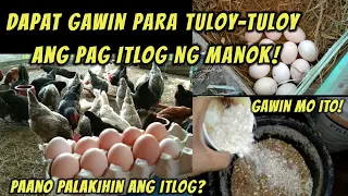 Mga dapat gawin para tuloy-tuloy ang pangigitlog ng manok | Paano palakihin ang maliliit na itlog?