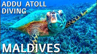 Addu Atoll | Diving | Maldives