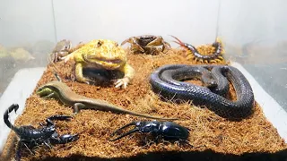 Black Snake Scorpion Crab Lizards Beetles Centipede Pacman Frog