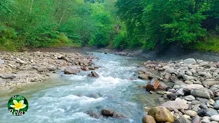 The Gentle Sound of a Mountain River and Spring Forest