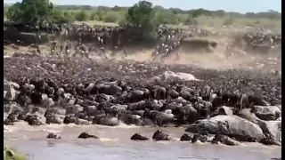 Wildebeest Migration | Mara River Crossing | Tanzania & Kenya