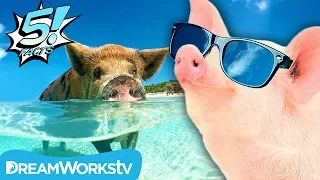 5 Facts About PIGS That Will Make You Squeal | 5 FACTS