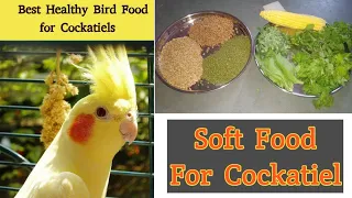 Cockatiel Soft Food || Cockatiel Diet Full Information In Hindi ||