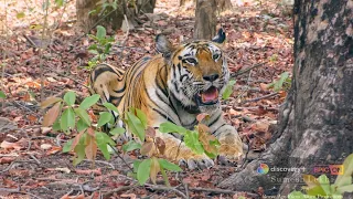 Tribute to TIGER Matriarch T1 PANNA- from our films Emerald Forest-Return of the Tigers on Discovery