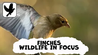 Beautiful Finches You Might See In The British Isles