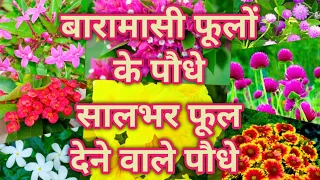 बारहमासी फूलों के पौधे / पूरे साल फूल देने वाले पौधे / Best Permanent Flowering Plants in India