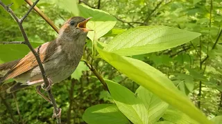 пение птиц в лесу. birds singing in the forest.