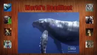 World s Deadliest - Giant Jaws of Death