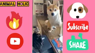 Funny dog and cat videos 2021 #Shorts #animalholic | Animal Lover | Dog Lover | Cat lover #funny #35