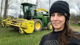 Green Chopping Rye ~ Cows Out To Pasture