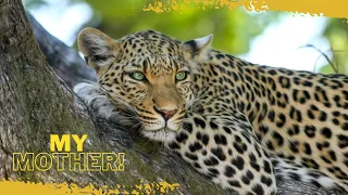The Leopard Who Cared More for a Cow!