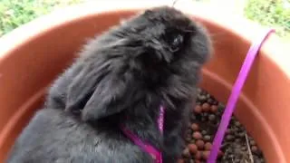 Growling Rabbit