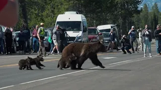 Nature | Grizzly 399: Queen of the Tetons - Preview