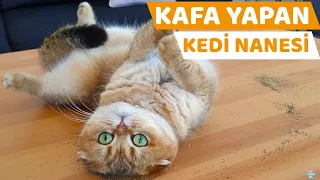 Kedilerimize Kedi Nanesi Verdik