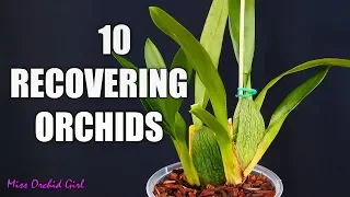 10 sick Oncidium Orchids - Updates and progress