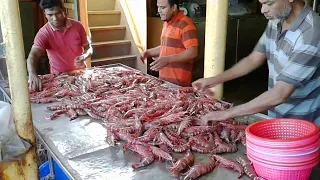 World's Most Expensive Tiger Prawns | How We Process The Best Fish For Our Customers