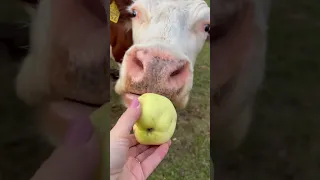 🍏🐂 I like to eat apples. What about you? The wild cows like eating apples from the hand in Latvia.🔥