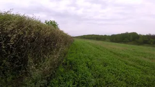 Нагонка русской гончей по зайцу русаку. (Звона, д.р 05.05.2019) 5:30 утра 08.05.2020