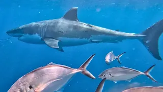 Get Up Close and Personal with White Sharks: Cage Diving in Port Lincoln, South Australia. Ep 34